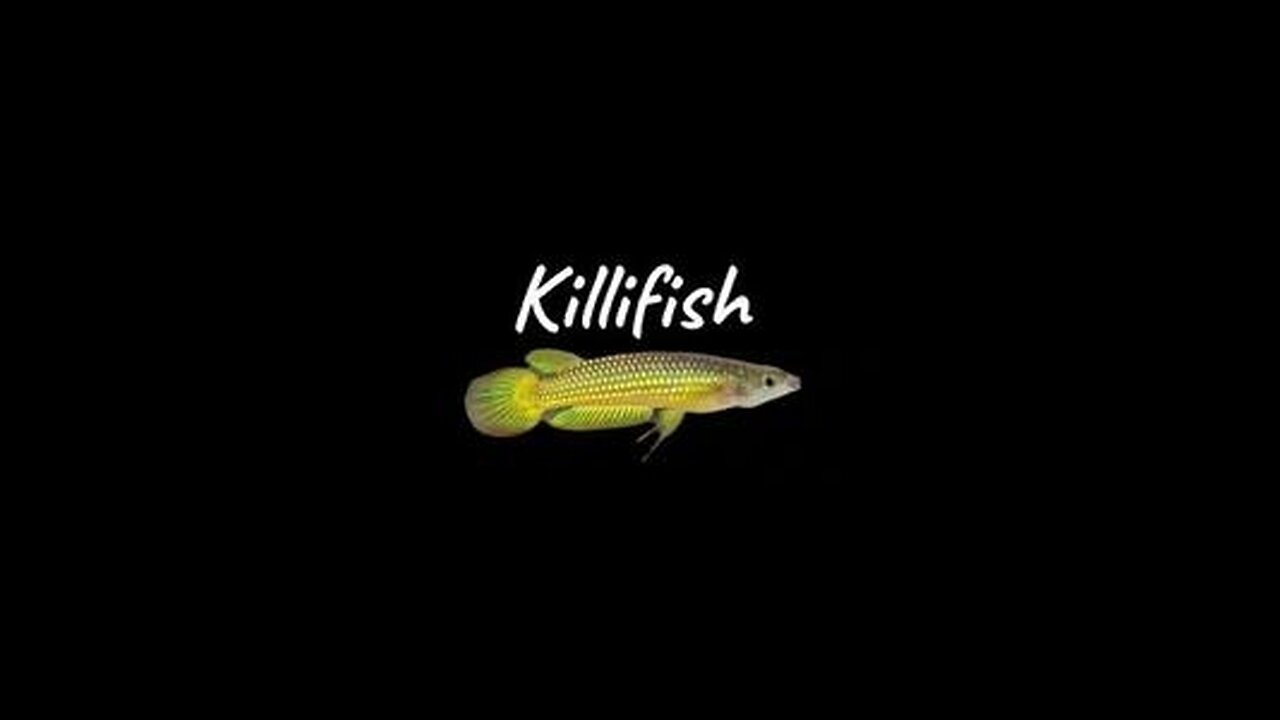 Golden Wonder Killifish