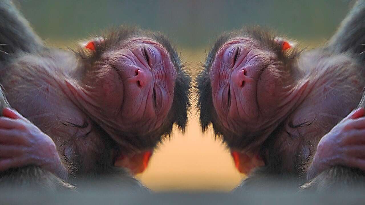 So So Adorable! Newborn Baby Monkey Chubby Girl Named: JORANI