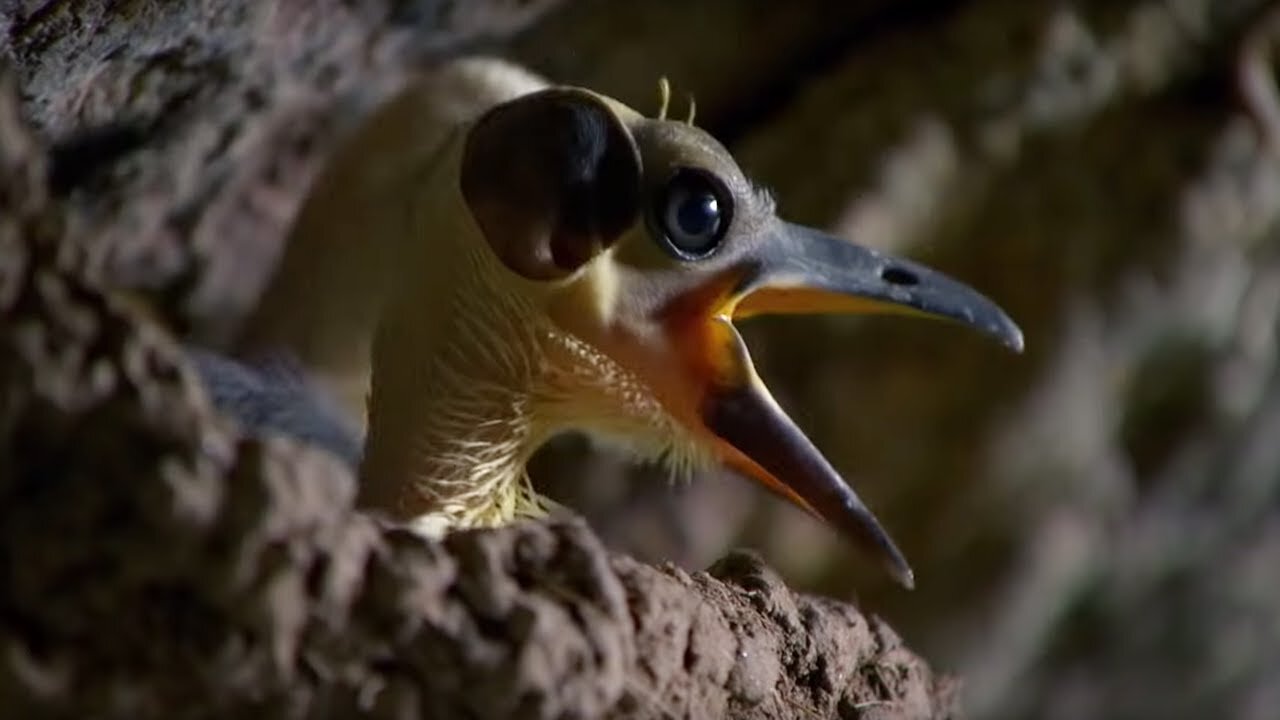 These Ancient Birds Have Been Around for 44 Million Years