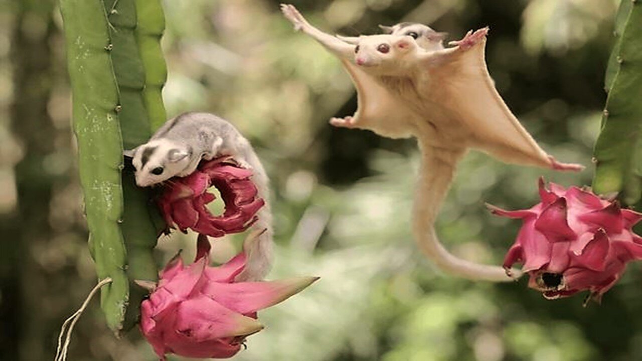 Sugar Gliders Flying