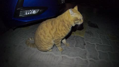 Homeless cats in Ras Al Khaimah, UAE: CHRIS MARTIN & EMINEM #cat #cats #ChrisMartin #Eminem #pets