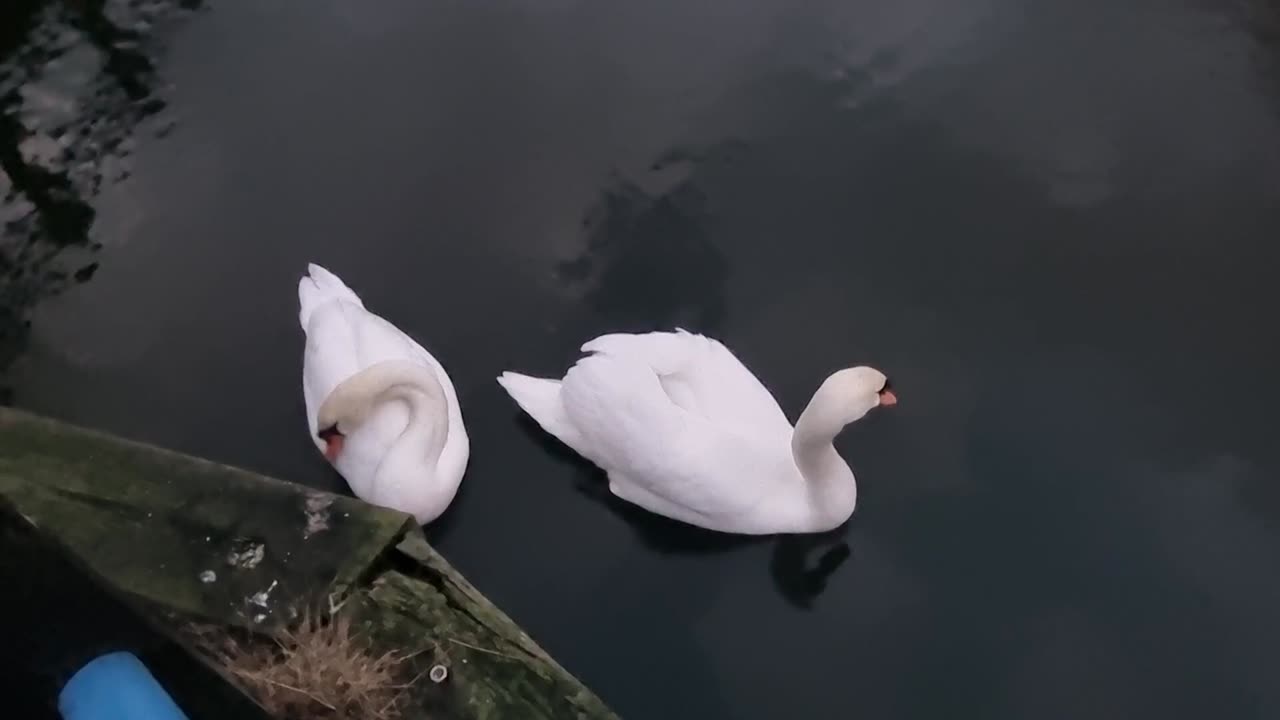 Two Beautiful Mute Swans In Great Britain.