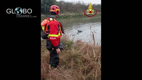 Salvataggio di una stenella (simile al delfino) nella laguna di Lignano (in provincia di Udine)