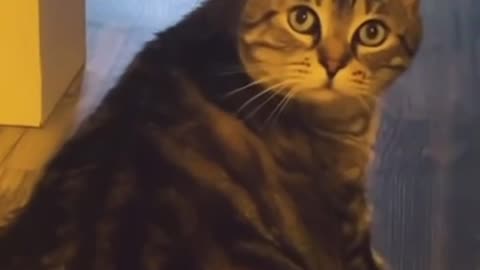 Human vs cats 🤣 | Funniest Video Compilation | Try Not to Laugh! 😂