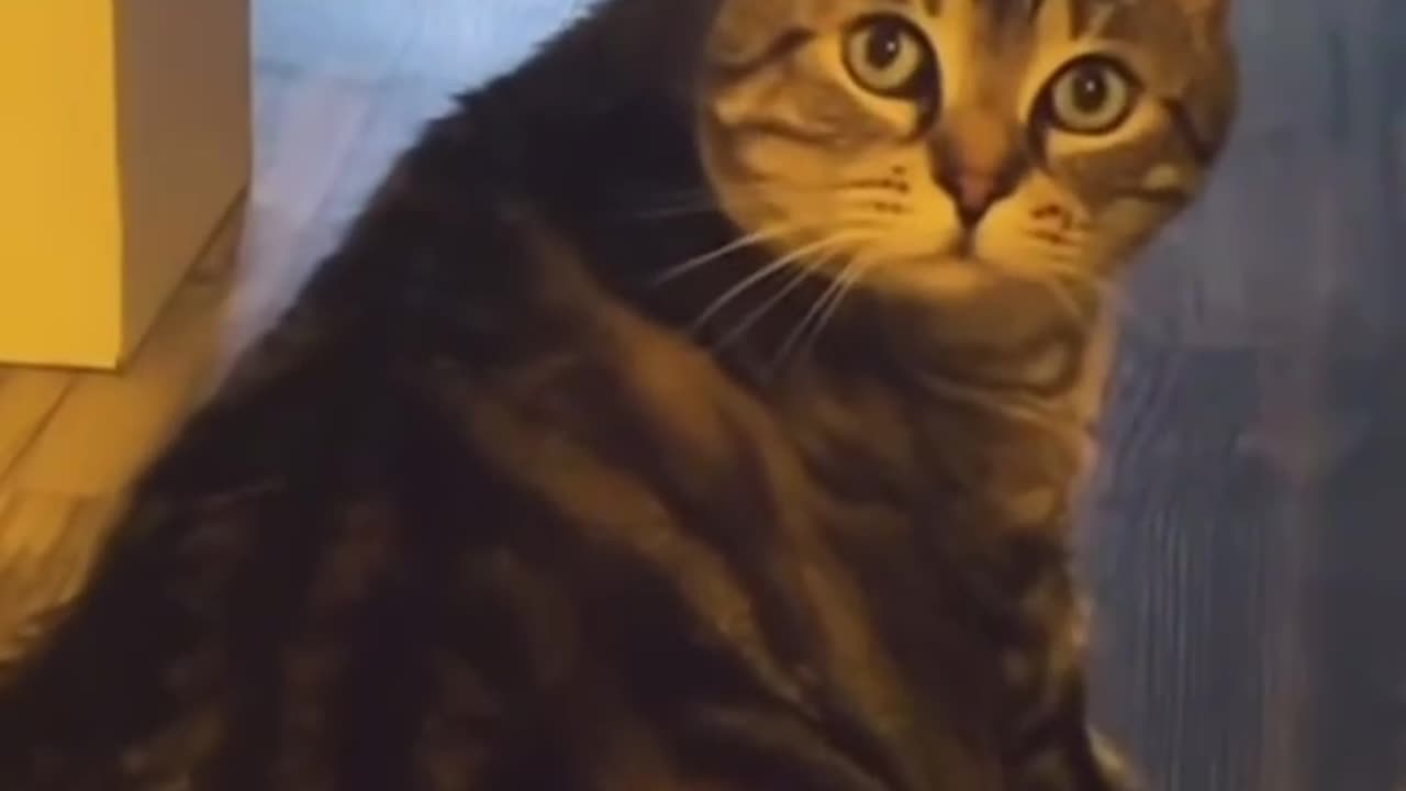 Human vs cats 🤣 | Funniest Video Compilation | Try Not to Laugh! 😂