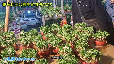 #維多利亞公園年宵市場2025 桃花蘭花熟食攤檔揮春阿拉伯烤肉 mhp4138 ／23012025