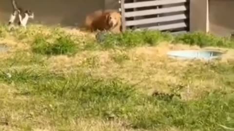 Funny video clips