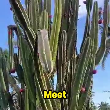 This Cactus is More Than Just a Plant—It’s Edible?!