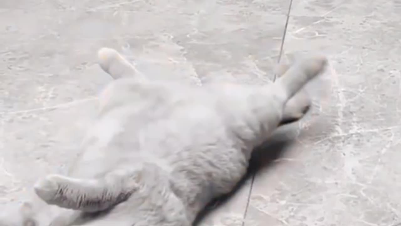 Cat bonk