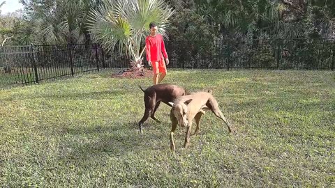 Two Dogs Playing