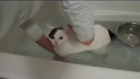 Cat taking a bath #pet adventure MeoWnMore