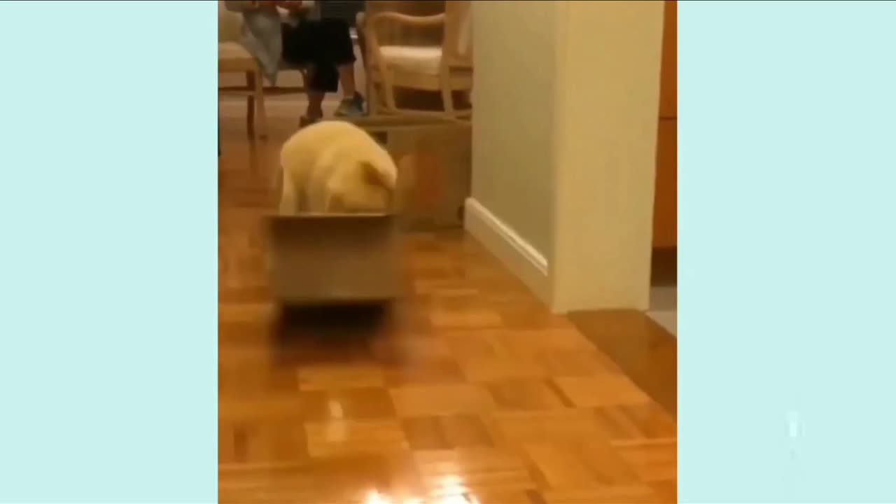 OMG! Puppies Vanishing & Appearing from Boxes! 🤯 (Box Magic Trick)