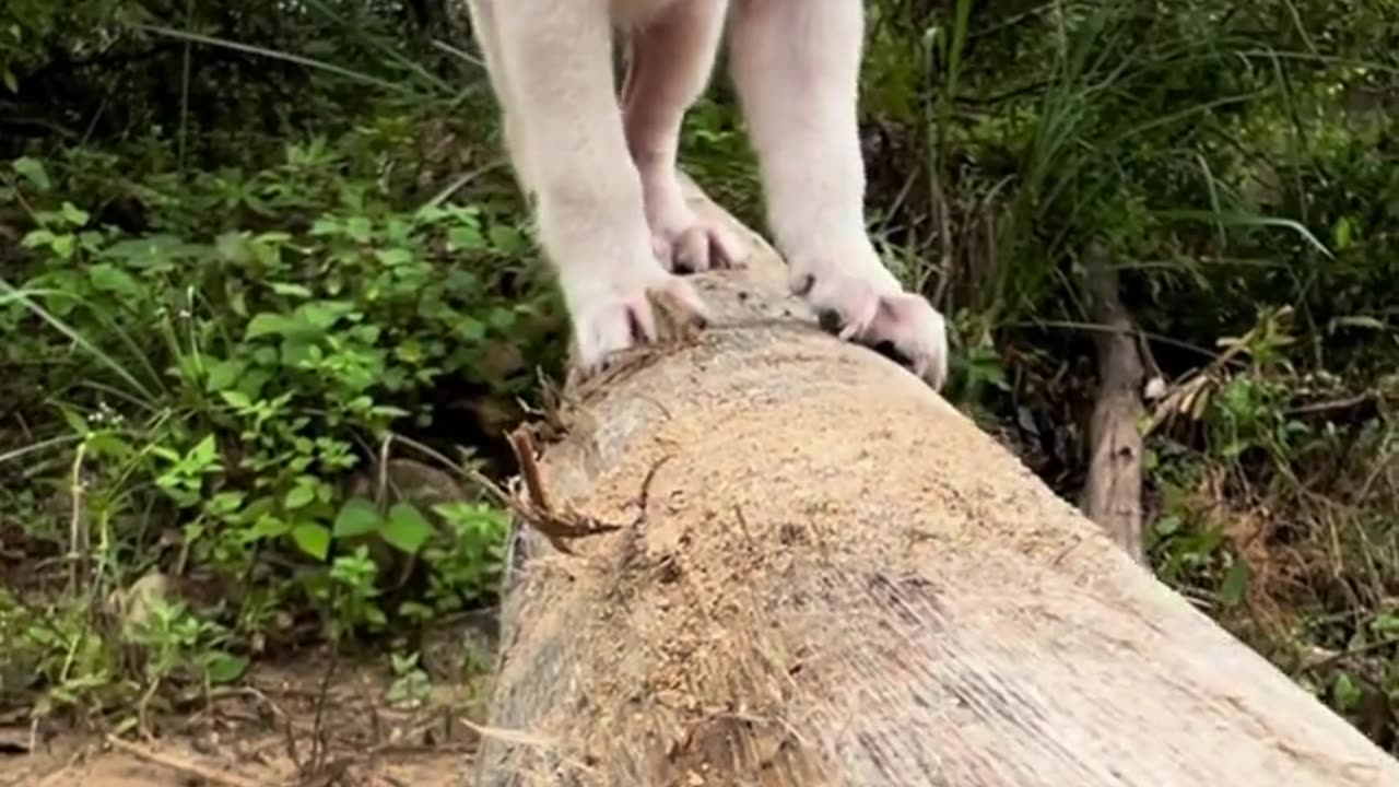 Viral Cute Pet Funny Video