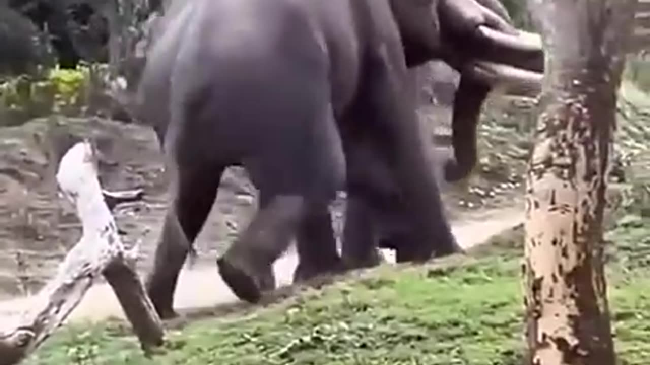 A fight between two tusks 🙀😮