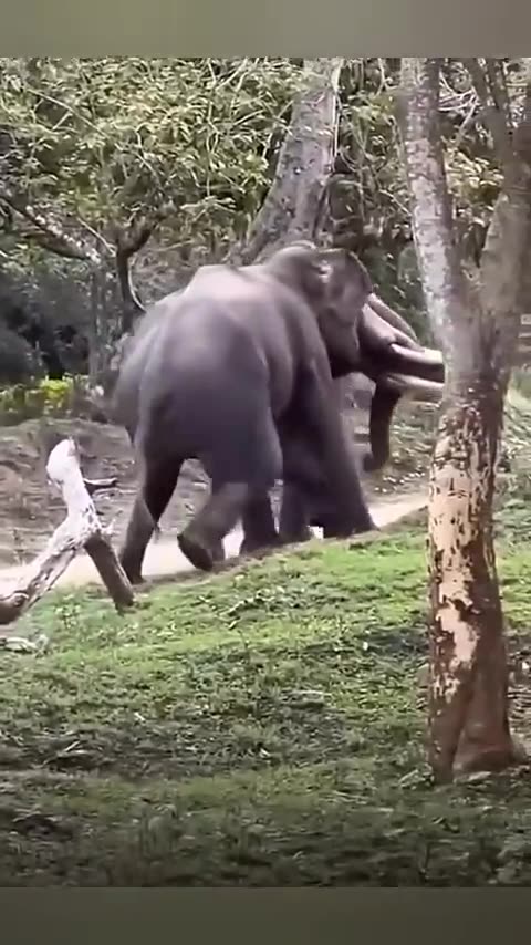 A fight between two tusks 🙀😮