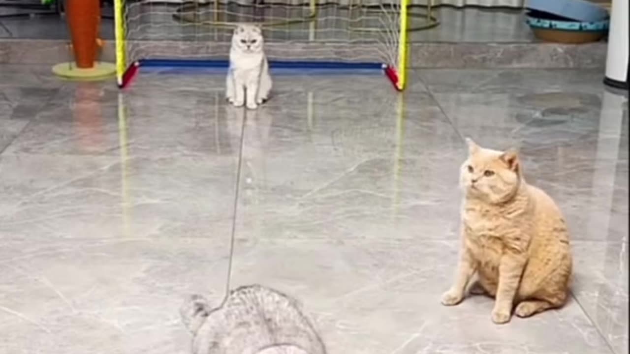 "Top 10 Funniest Cat Fails 😹🐾 #Funny cat videos #Cat fails compilation