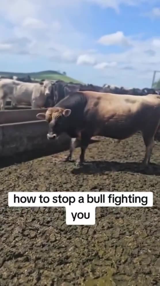 How to stop a bull fighting you