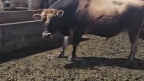 How to stop a bull fighting you