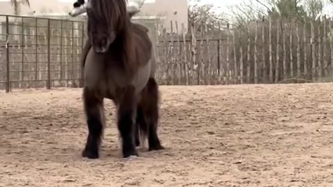 This dogs more cowboy than all of us!