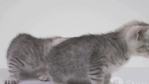 Mischievous Grey Tabbies: The Synchronized Duo!
