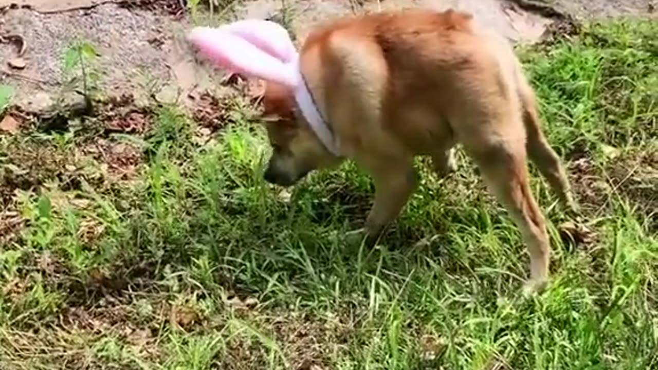 Epic Viral Funny Animal 😂 part15