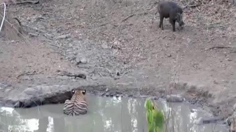 Tiger Strikes Suddenly, Wild Boar Can't Respond - Tiger vs Wild Boar, Animal Attack Part 1