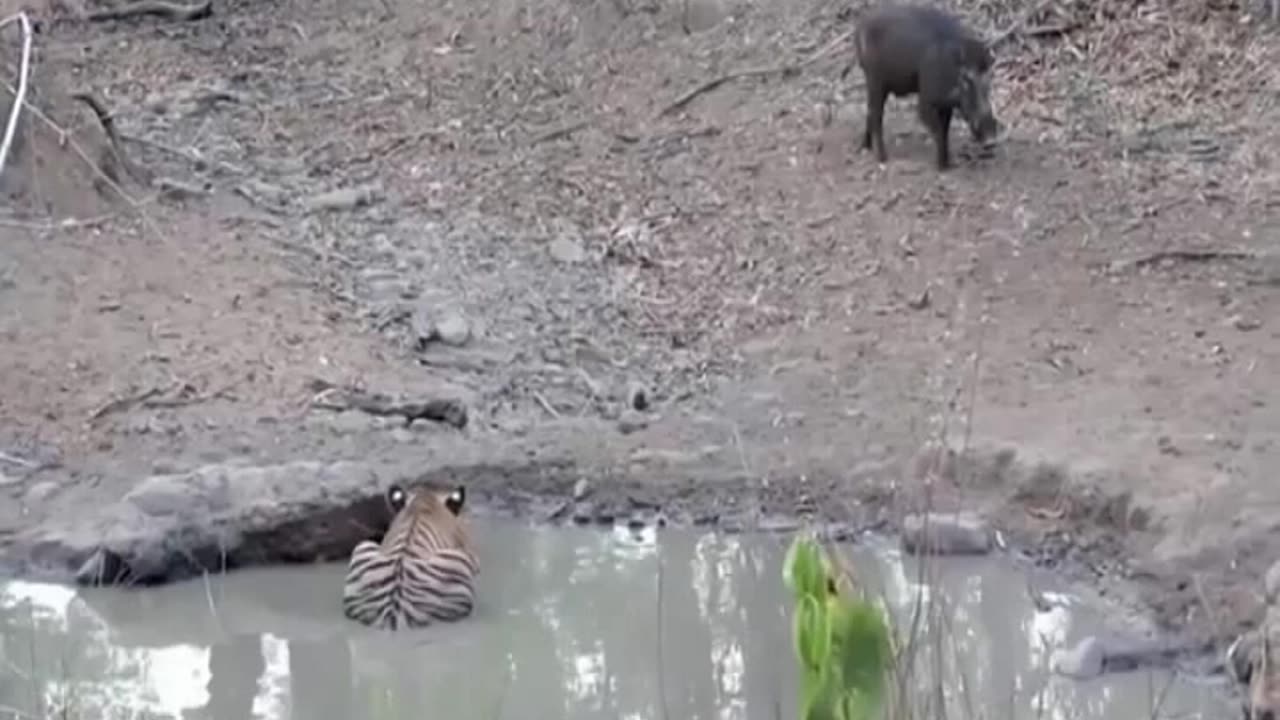 Tiger Strikes Suddenly, Wild Boar Can't Respond - Tiger vs Wild Boar, Animal Attack Part 1