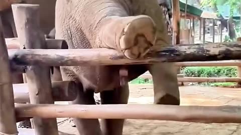 Look at the fun of baby elephant