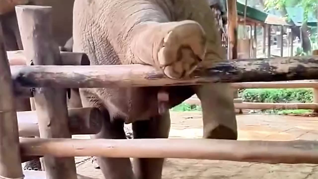 Look at the fun of baby elephant