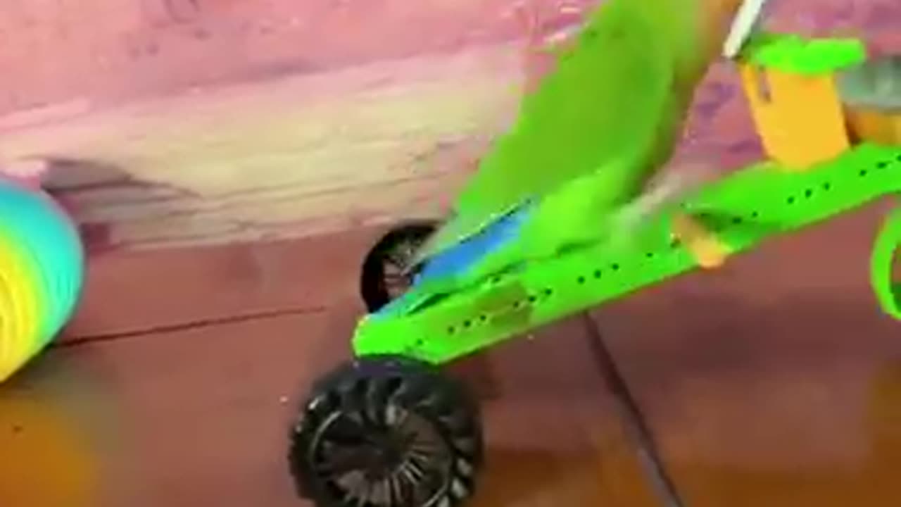 Bird Training _smart lovebird parrot l smart Little Cute parrot❤️_parrot _training _cute