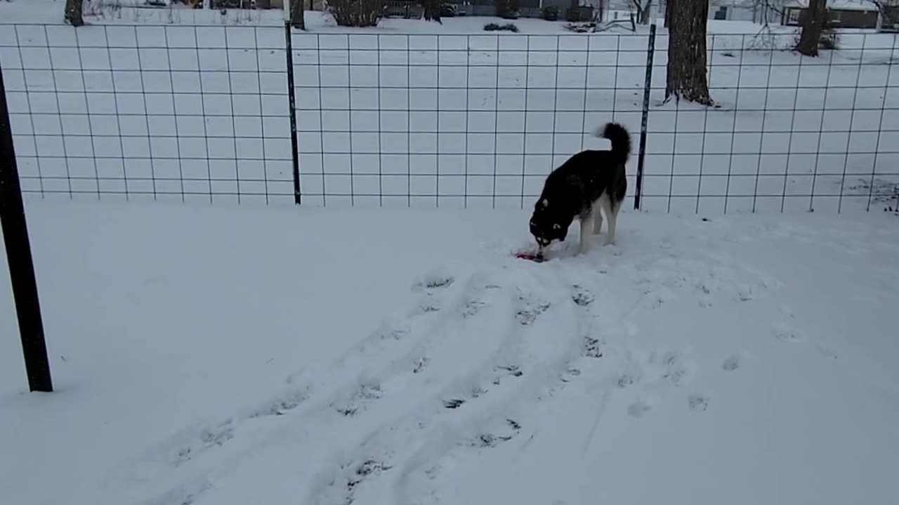 Playing with her chew toy