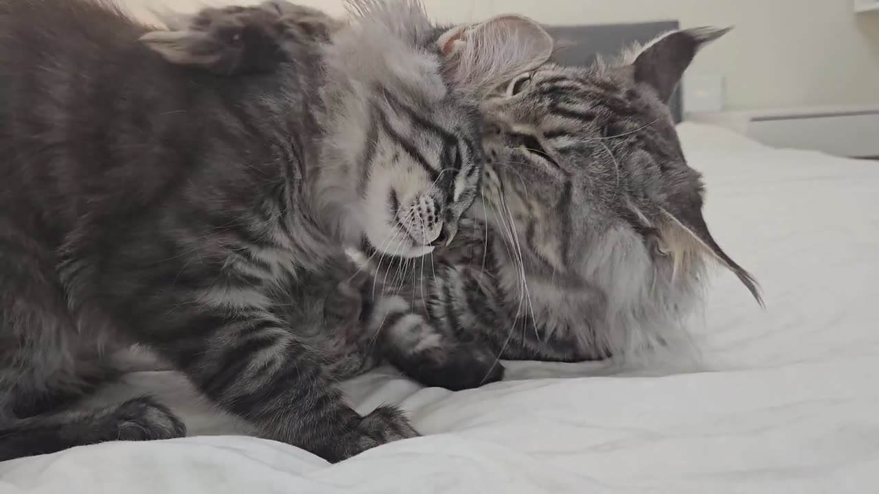 Maine Coon Kitten Introduction - Kitten Meets Big Cats!