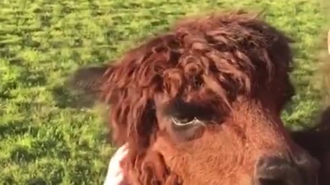 he is fall in love with her 💕💕💕