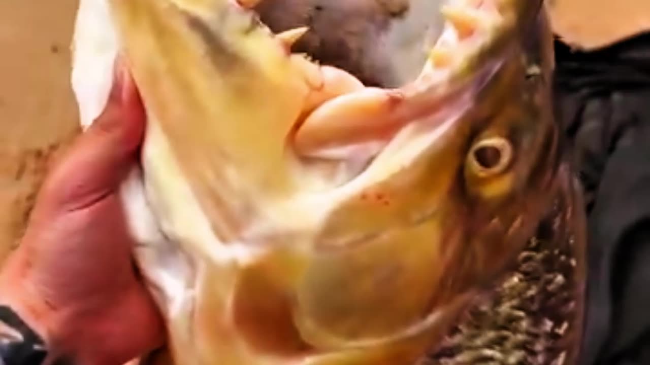 Crazy Monster Fish Top 5 Viral Videos...