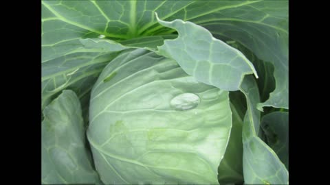 Celery Flavored Leaves Napa Cabbage July 2024