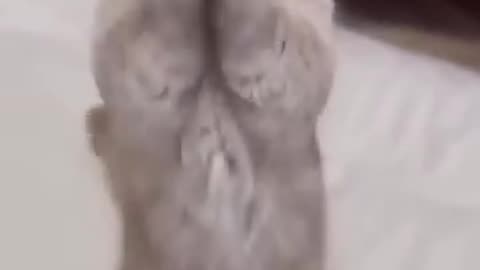 Cat Dance Viral Video - Cute and Funny Cat Dance Video