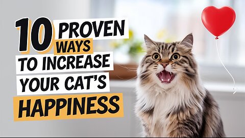 10 Proven Ways to Increase Your Cat’s Happiness 🐾 | Pets Guidelines