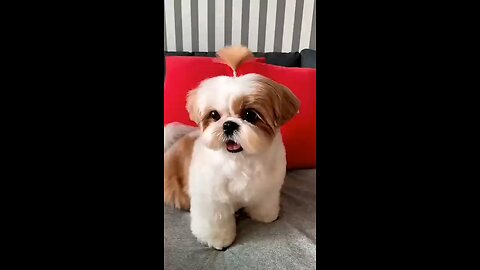 cute dog