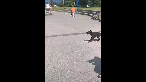 funny animal
