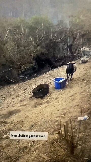 Woman comes home to everything gone, except for her sheep that are still alive… she thanks God!