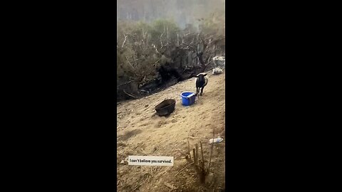 Woman comes home to everything gone, except for her sheep that are still alive… she thanks God!