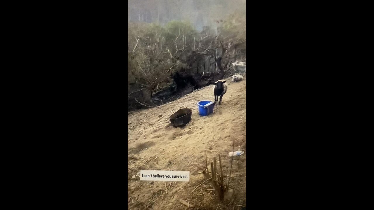 Woman comes home to everything gone, except for her sheep that are still alive… she thanks God!