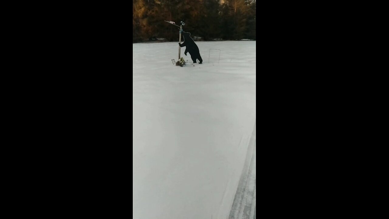 Front yard ice rink