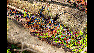 Adorable Baby Alligators Relaxing with Mom at Florida Botanical Gardens