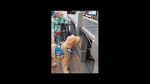 ❣️Dog paying for the shopping