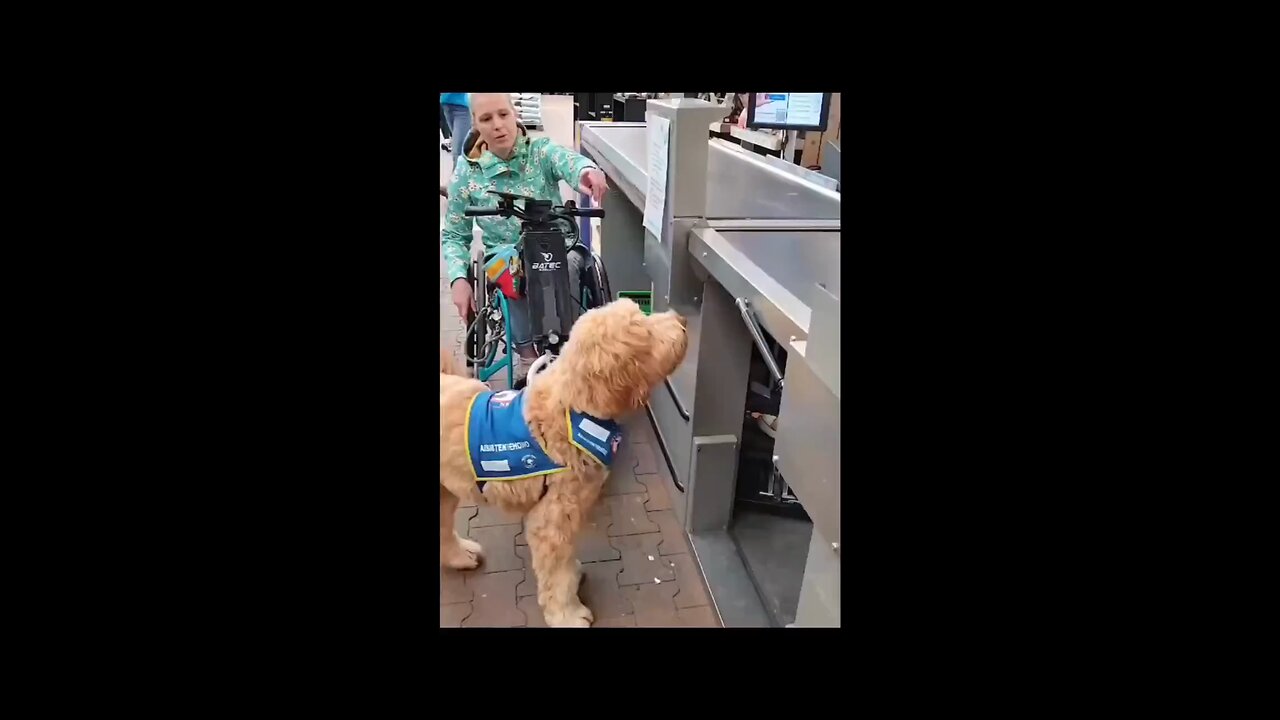 ❣️Dog paying for the shopping