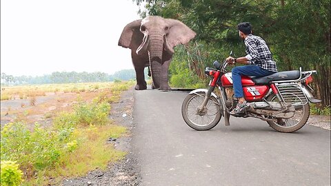 Elephant Attack On Village Boy In Indian Road.