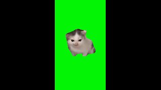 German Cat | Green Screen