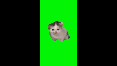 German Cat | Green Screen