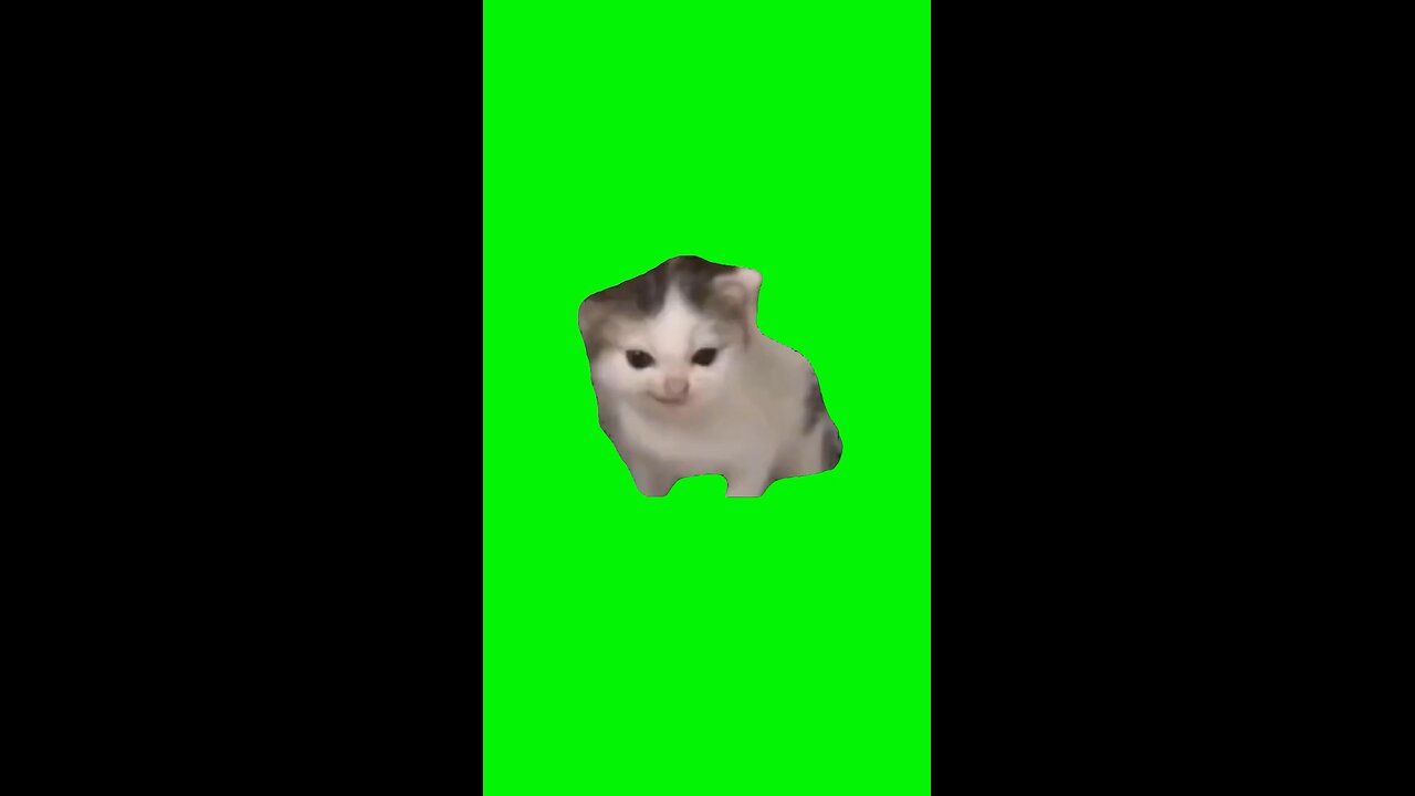 German Cat | Green Screen